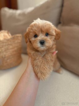 Maltipoo samice - 3