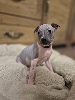 Americký bezsrstý teriér - 3