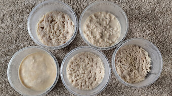 Mikry - živé krmivo - 3