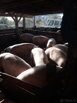 Výkrmové ošípané - 3