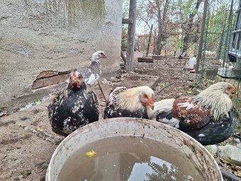 Predam kohutov miesanych Brahman - 3