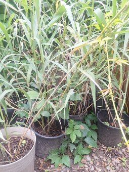 Bambus mrazuvzdorná,Topoľčany - 3