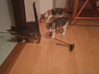 Darujeme maciatka - 3