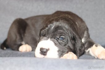 Nemecka doga - 3
