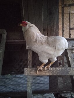 Araucana Araukana - 3