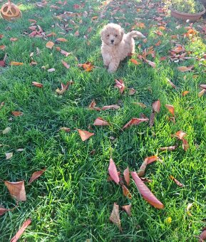 Maltipoo - 3
