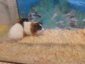 Morské prasiatka - 3