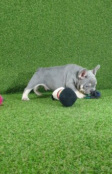 Francúzsky buldoček - 3