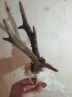 Trofej Trofeje Zhody Parohy Parožie.... - 3