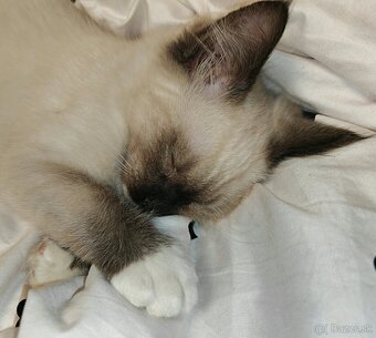 Ragdoll - 3