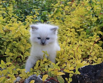 Ragdoll - láska na celý život - 3