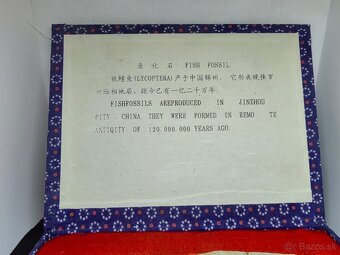 predám starú fosíliu ryby - 3