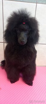 Toy pudel - 3