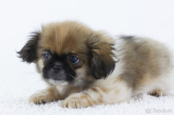 Predám šteniatko šicu - 3