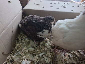 Prepelice TEXAS sliepky v znaške - 3