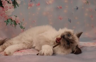 Ragdoll s PP kocúrik - 3