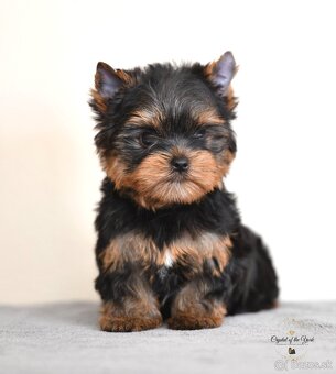 YORKSHIRE TERRIER s PP rodokmenom - yorkshirsky terier - 3