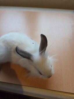 Zakrsle králičky - 3