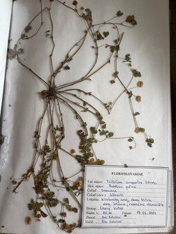 Herbár rastlín - 3