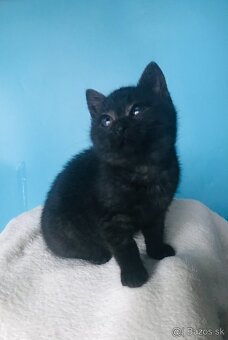 MARGO SI HĽADÁ DOMOV VO VNÚTRI - 3