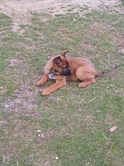 Predám Belgický ovčiak  sučku - 3