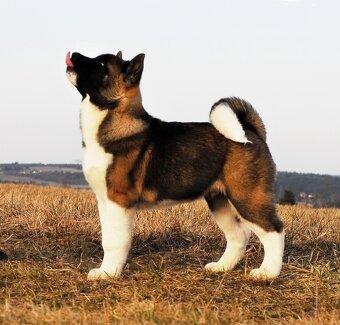 Americká Akita - 3