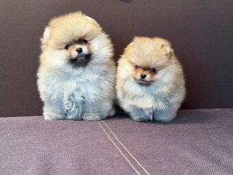 Pomeranian - 3