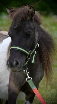 Predám žrebca mini pony - 3