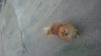 Pomerian Pomeranian oranžový špic - 3