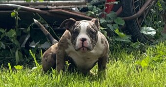 American bully - 3