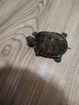 Mladé vodné korytnačky písmenkové – cca 1 rok - 3