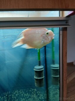 Parrot papagajovec cichlida - 3