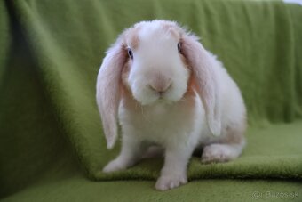 Zakrslý králik - samička rex barančeka s modrými očkami - 3