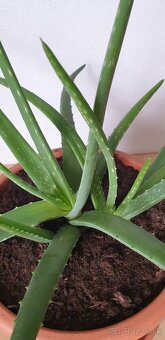 Aloe veľká - 3