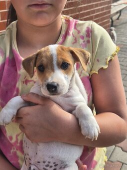 Jack russel šteniatka - 3