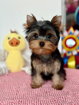 York, Yorkshire, Yorkshirsky terier, mini yorkshire - 3