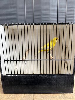 Kanariky Žltý Opál - 3