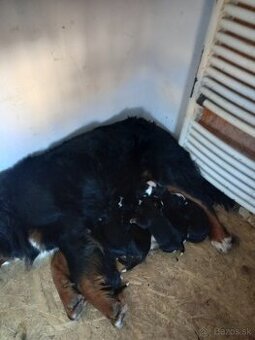 Bernský salašnícky pes - 3