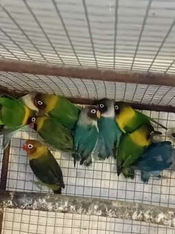 Agapornis škraboškovy - 3