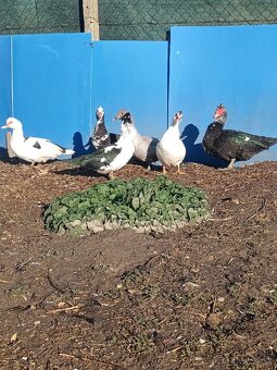 čínske kačice - 3