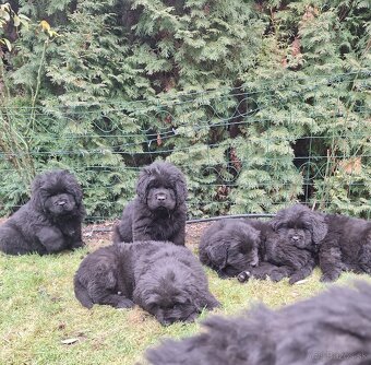 Novofundlandský pes - 3