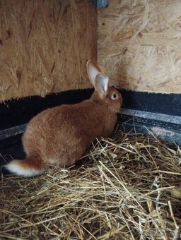 Burgundský králik - 3