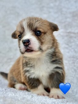 Corgi - 3