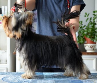Yorkshire Terrier s PP - 3