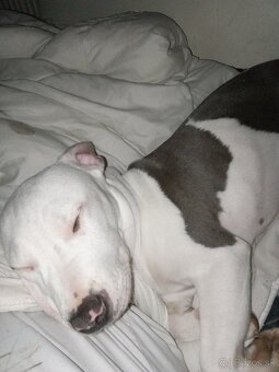 Predám čistokrvné šteniatko amerického stafforda - 3