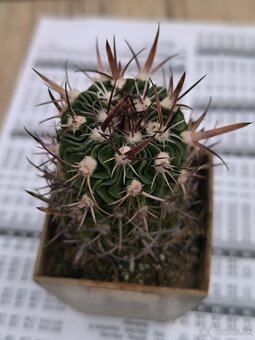 Kaktusy a sukulenty - 3