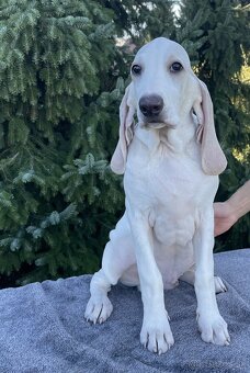 Porcelaine – štěniatko s PP - 3