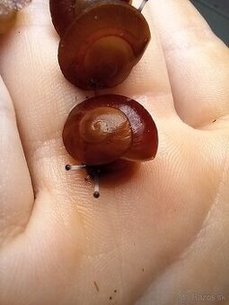 Africký slimák - 3