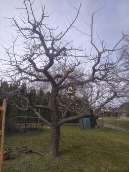 Odborný rez ovocných drevín - 3