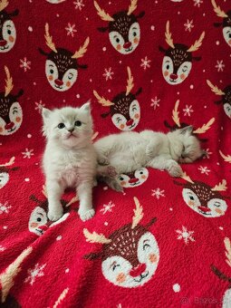 Ragdoll mačiatka - 3